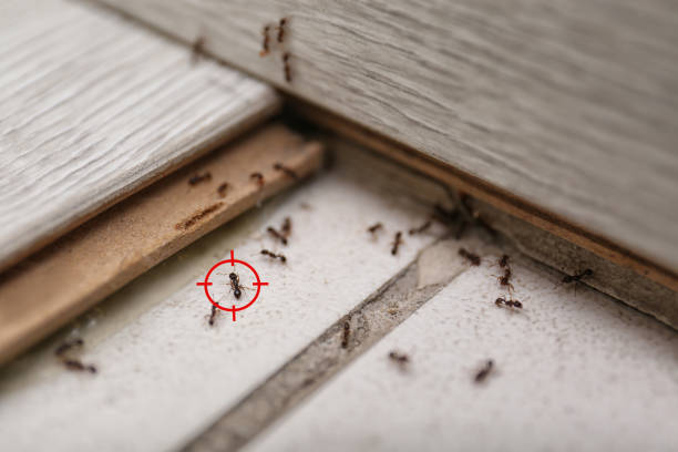 Best Pest Removal Services  in Ellsworth, ME