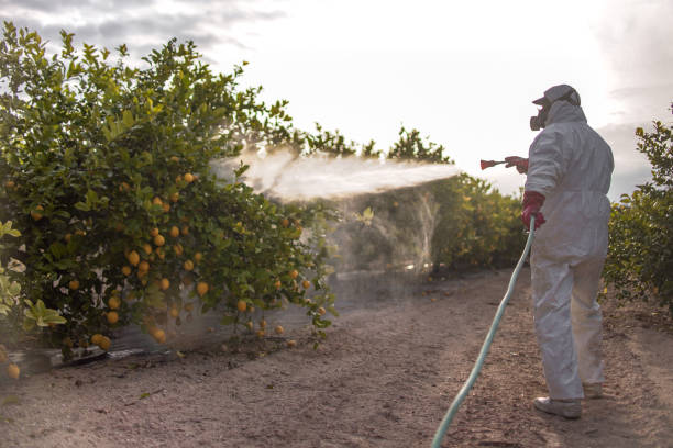 Best Ant Control Services  in Ellsworth, ME