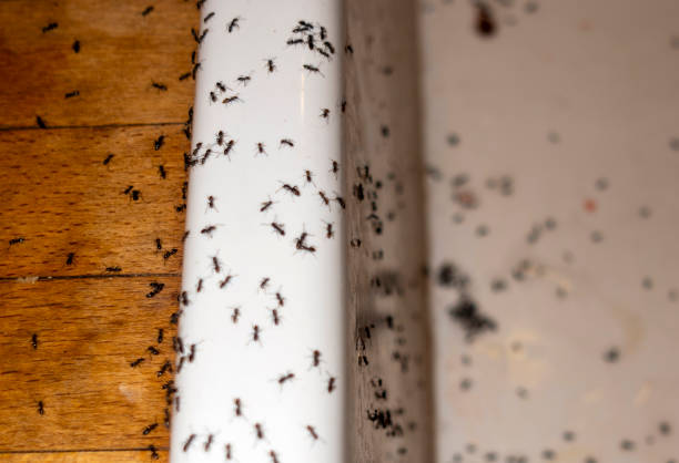 Best Best Pest Control Companies  in Ellsworth, ME