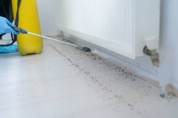Best Bed Bug Extermination  in Ellsworth, ME