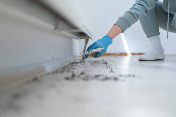 Best Emergency Pest Control  in Ellsworth, ME